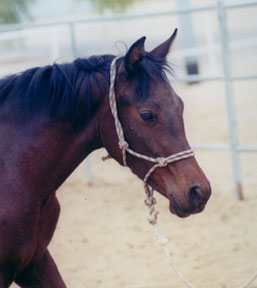 Aareebah  -   November 2002 Diana Johnson Photo