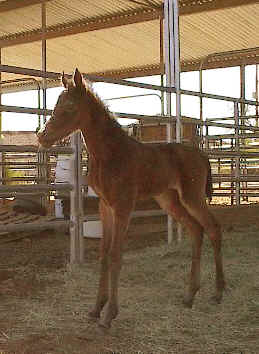 Almoraima Alegria's 2002 Bedu Sabir filly - 2 hours old - Tammy Sandidge photo