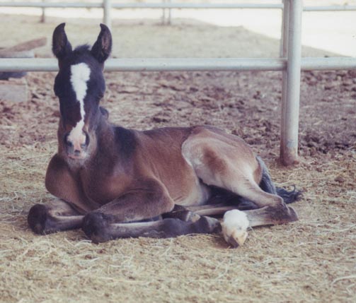 2002 Filly (Masada Ben Asar  X  Almoraima Neblina)  -  April 13, 2002 Diana Johnson Photo