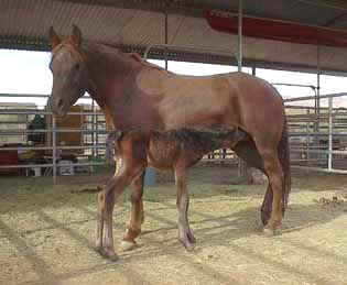 SSH Serahsaafa and her 2002 Filly by Masada Ben Asar - Tammy Sandidge Photo