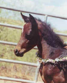 2002 Filly (Masada Ben Asar  X  SSH Serahsaafa) at 3 wks old  -  Diana Johnson photo