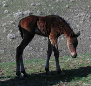 2002 Sheykh Obeyd filly ( Ibn Sabbah Bedu+/  X  DA Moniets Hope)  -  Photo by Sheila Harmon