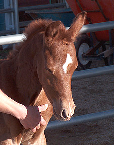 SSH Serahsaafa x Abbas Ibn Lothar colt - 24 hours old - Diana Johnson photo