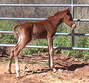 About 24 hours old - March 13, 2004 Diana Johnson photo