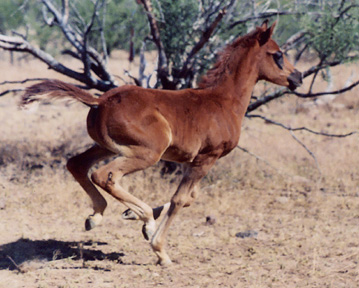 Serr Lothar  -  Two months old - Frank Bochanski photo