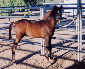 Serr Lothar  -  May 2004 Frank Bochanski photo