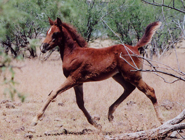 Serr Lothar  -  2 months old  - Frank Bochanski photo