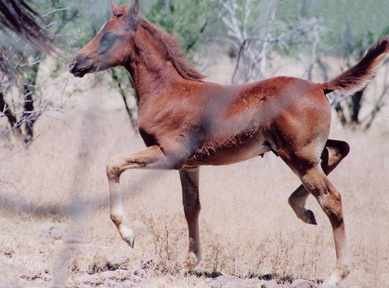 Serr Lothar  -  2 months old  - Frank Bochanski photo