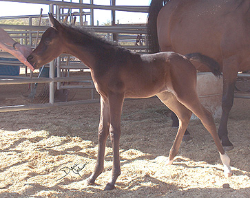 Serr Kazmeen showing off his lovely neck and shoulder. -  Diana  Johnson photo