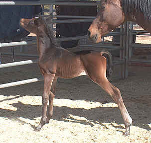 Serr Kazmeen has long legs, shapely neck and a short back. -  Diana Johnson photo