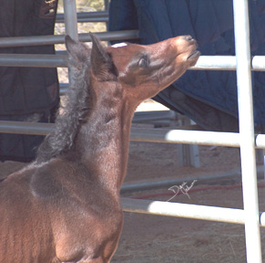 Serr Kazmeen has a lovely head.   -  Diana Johnson photo