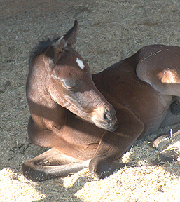 Serr Kazmeen enjoying a nap  -  Diana Johnson photo