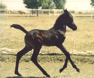 Sereneh's sire Ahmed Serrfaddan - c  Diana Johnson photo 1995