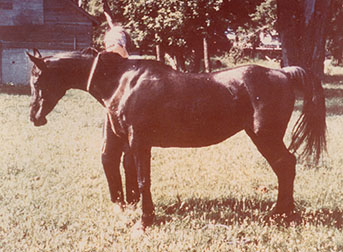 Aradan at 23 years old - 1976 photo