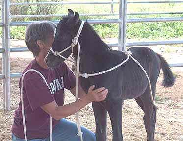Halter lesson with his buddy Linda at 5 days _March 21, 2004 Diana Johnson photo