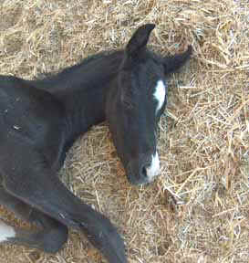 Five days old and still sleepy! - March 21, 2004 Diana Johnson photo