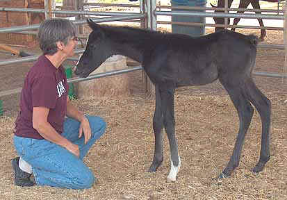 Linda delivered this colt 5 days ago - Diana Johnson photo