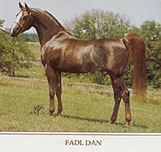 Fadl Dan - Johnny Johnston Photo