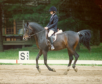 Ibn Lothar - 1991 John Fippen photo - Ibn Lothar won the 1991 USDF Illinois High Point Dressage Horse