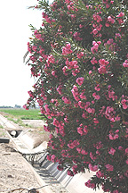 Note the irrigation ditch below this plant and the hay field beyond.  My hay did not come from this field. 