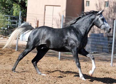 Under saddle and quite the gentleman