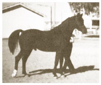 From Arabian Horse World September 1979 page 283