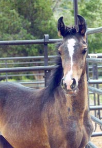 Biggi Hayes photo at 8 months.  Tragically Saarlina died as a yearling.