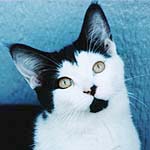 *Puzzle - the obedient one" - Imported Indiana Barn Cat
