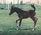 Sereneh's granddam Dahma Saafada - c  Diana Johnson photo 1991