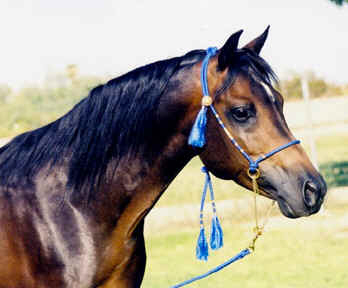 Abbas Ibn Lothar modeling a Peacock Blue halter.  He is a 1997 straight Babson stallion owned by Bruce and Diana Johnson of Bint Al Bahr Arabians