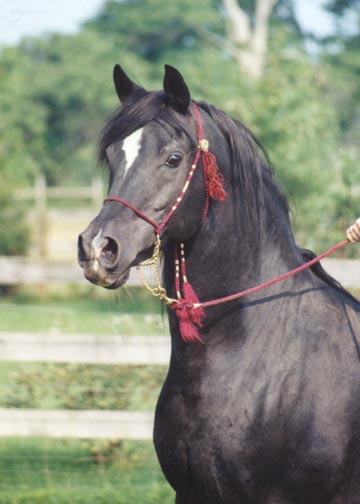 Faydin - Black Babson stallion owned by Bridgewood Farm modeling the Scarlet halter - 1998 Diana Johnson Photo