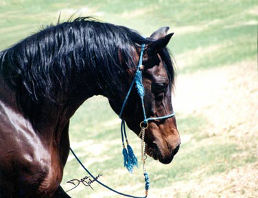 Ibn Mahrouf (Mahrouf x Serr Abba)  1977 Straight Babson Egyptian stallion.  See Babson Family section of www.BabsonArabians.com