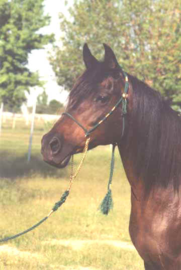 LCA Bint Serabah - Babson mare owned by Elizabeth Dawsari modeling the Dark Green halter - 1997 Diiana Johnson Photo