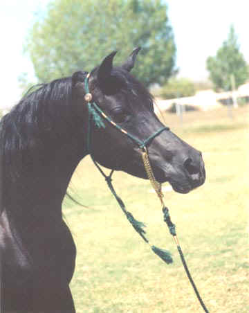 Masada Mishannah - Black Babson Mare owned by Bint al Bahr Arabians modeling the Dark Green halter - 1997 Diana Johnson photo