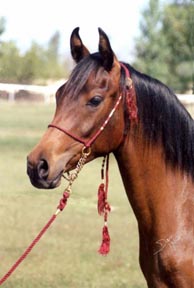 Rabdans Serraniza  (Midbar Fa Rabdan x Almoraima Ceniza) See Mares section of www.BabsonArabians.com