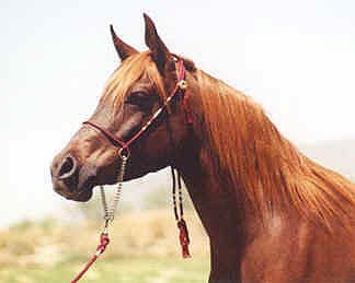 SSH Serasaafa - Babson mare owned by Elizabeth Dawsari modeling the Scarlet halter - 2001 Diana Johnson photo
