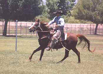 Khaadir al Bahr - 7/8 Babson St. Egyptian gelding owned by the Bland family of Alabama