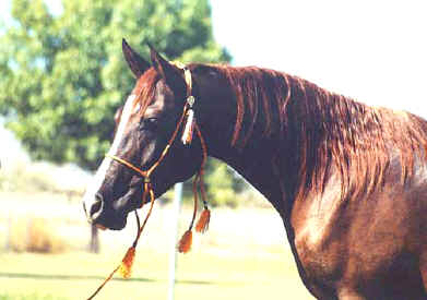 Khaadir al Bahr modeling a handmade halter