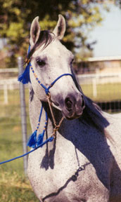 Masada el Fasab  -  (Fa Asar  X  Zahara Sabiya)  1991 Babson stallion  -  2003 Diana Johnson photo