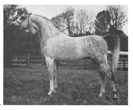 Raadin Inshalla  -  Photo is from June 1980 Arabian Horse World