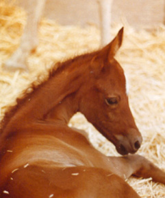 Shalima was foaled on April 23rd, 1991