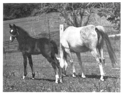 Daal Aba and her son Ibn Saafaddan. - 1976 photo