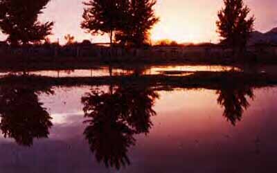 Irrigation Sunset  - "Beach front property in Arizona"