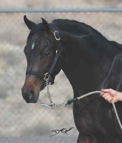 Serr Kazmeen - earned a blue ribbon and a very good score.