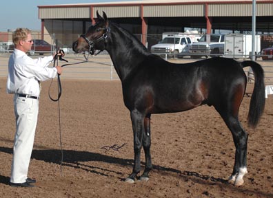 Serr Kazmeen - His first show, first place - only a yearling - Diana Johnson photo