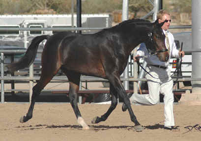 Serr Kazmeen - Saguaro Classic is the 3rd largest show in Region 7 behind Scottsdale and the Region 7 Championship.