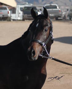 Serr Kazmeen looking around at his first show.  Diana Johnson photo