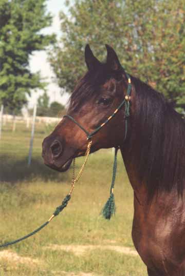 LCA Bint Serabah - c 1997 D Johnson Photo