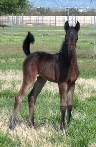 Khebirs Kira  - 19 days old _ Diana Johnson photo