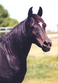 Bint Roulett  (Mah Hab x Roulett) - 2003 Diana Johnson photo